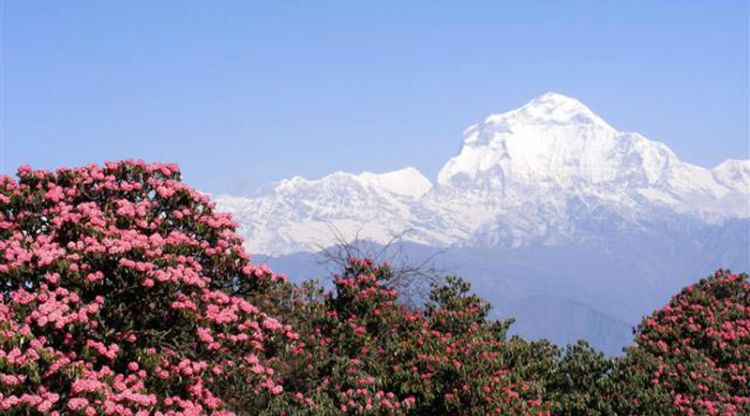 Dhaulagiri Trekking