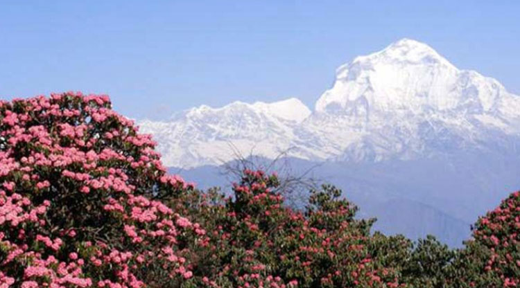 Mount Daulagiri 