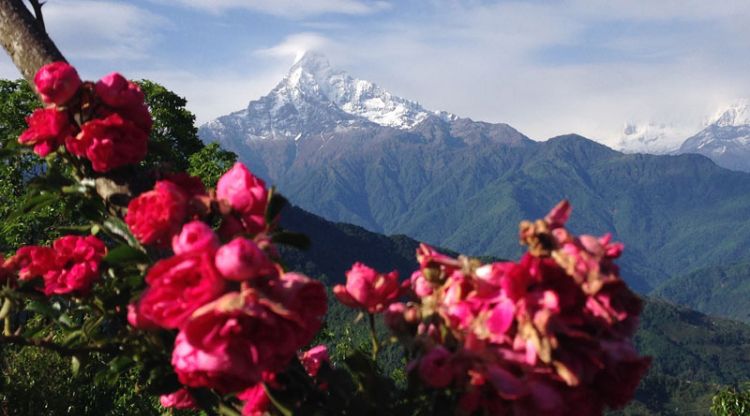 Ghorepani/ Poonhill/ Ghandruk Trek