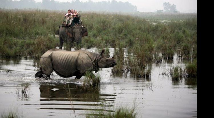 Jungle Safari in Nepal