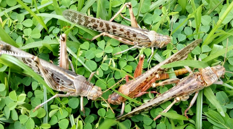 Locusts in Nepal