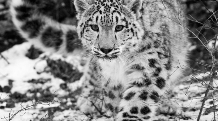 Seven Snow Leopards spotted in Gorkha