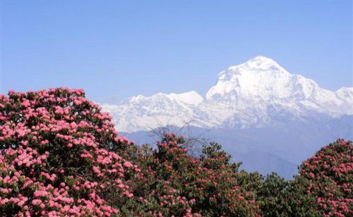 Dhaulagiri Trekking