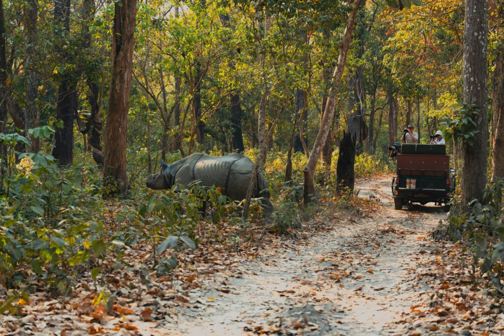 One horned rhino in Chitwan 1